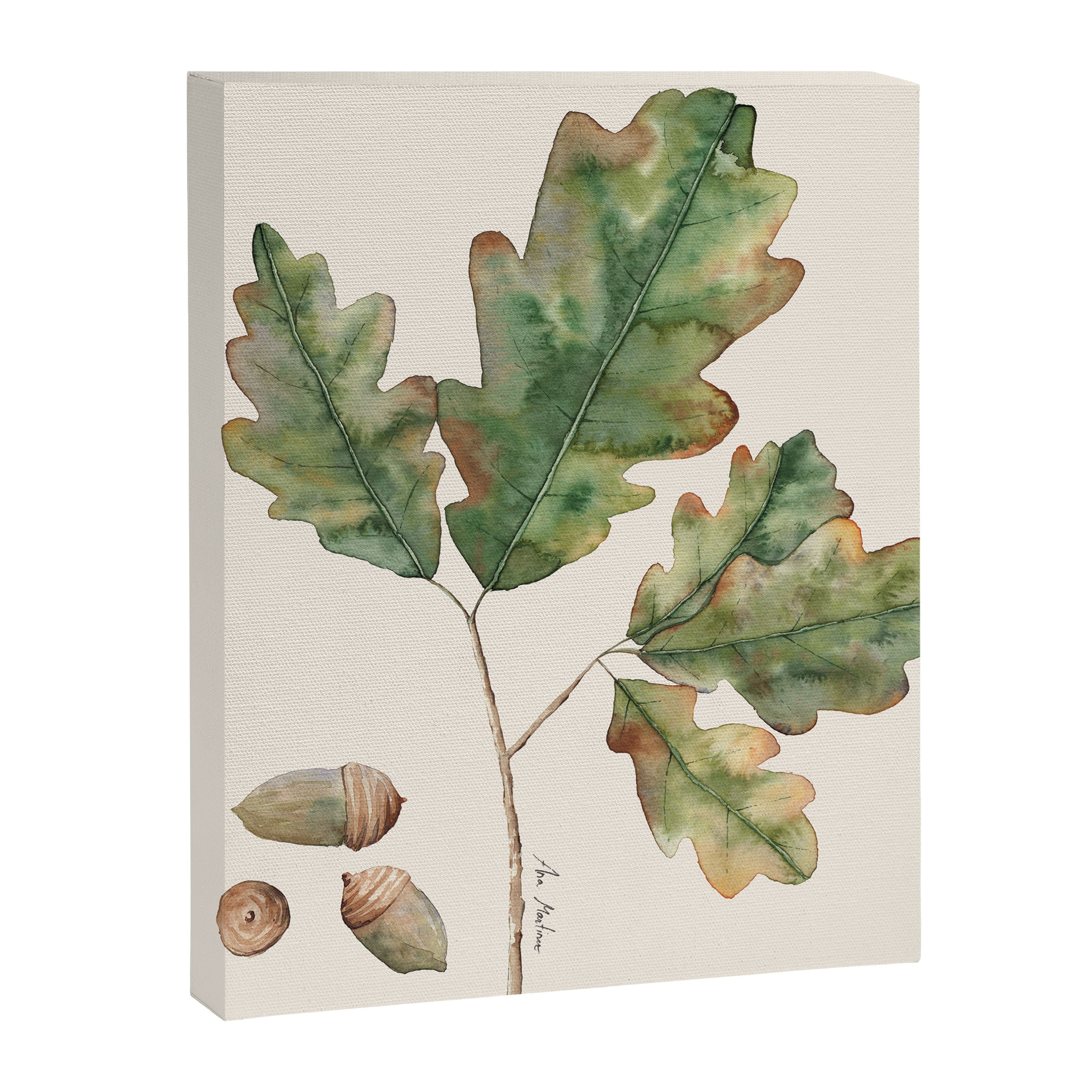 Oak tree  green leaves  Canvas Print Gallery Image 6