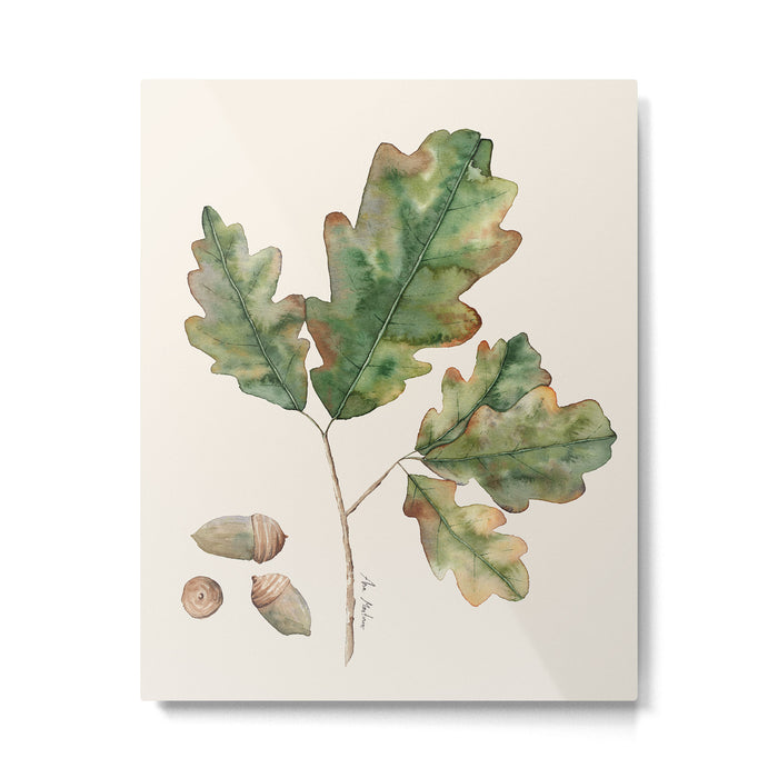 Oak tree  green leaves  Metal Print Gallery Image 1