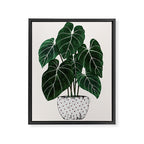 philodendron pot plant Framed Canvas Print Gallery Image 6