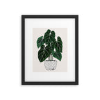 philodendron pot plant Framed Art Print Gallery Image 5