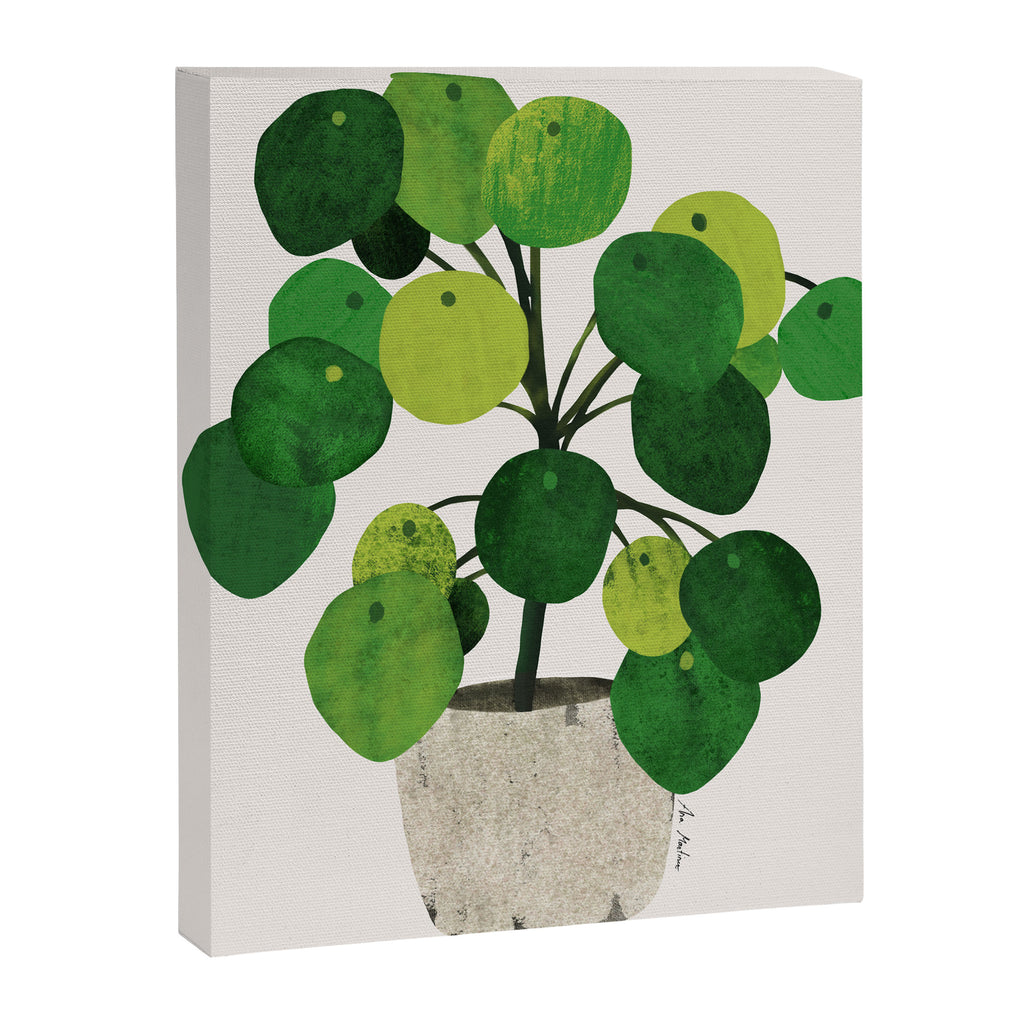 Pilea Peperomioides interior plant Canvas Print Gallery Image 6
