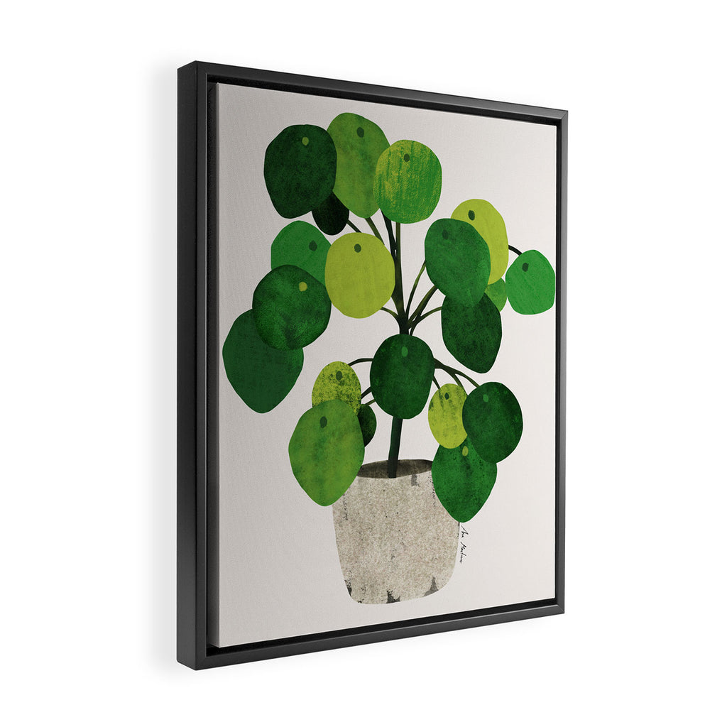 Pilea Peperomioides interior plant Framed Canvas Print Gallery Image 2