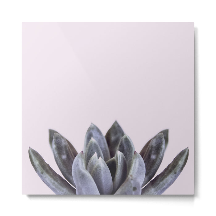 pink succulent cactus Metal Print Gallery Image 1