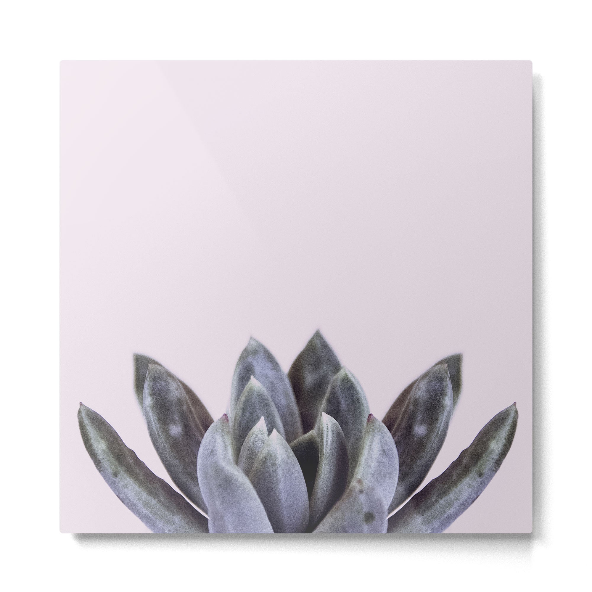pink succulent cactus Metal Print Gallery Image 2