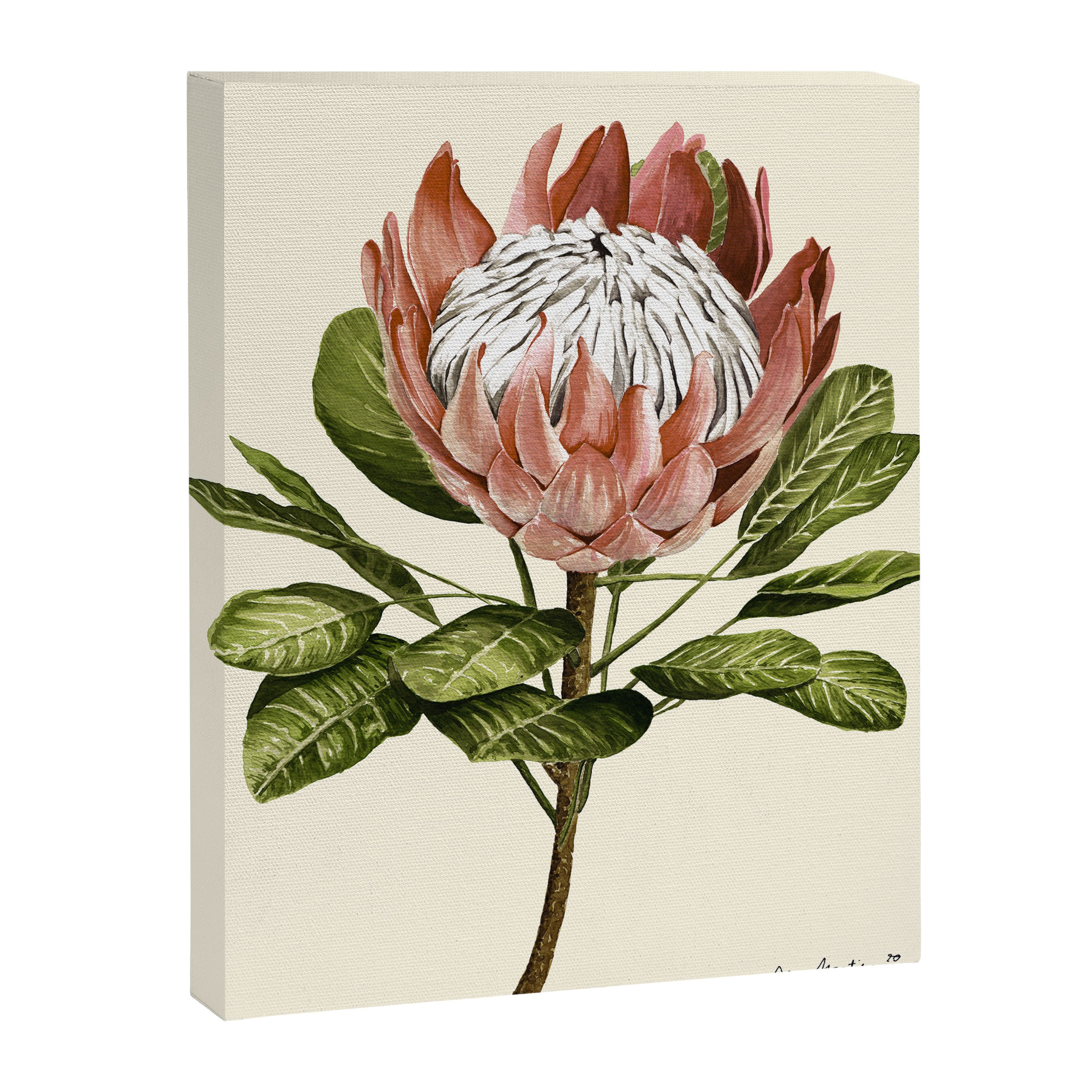 protea plant #watercolor Canvas Print Gallery Image 6