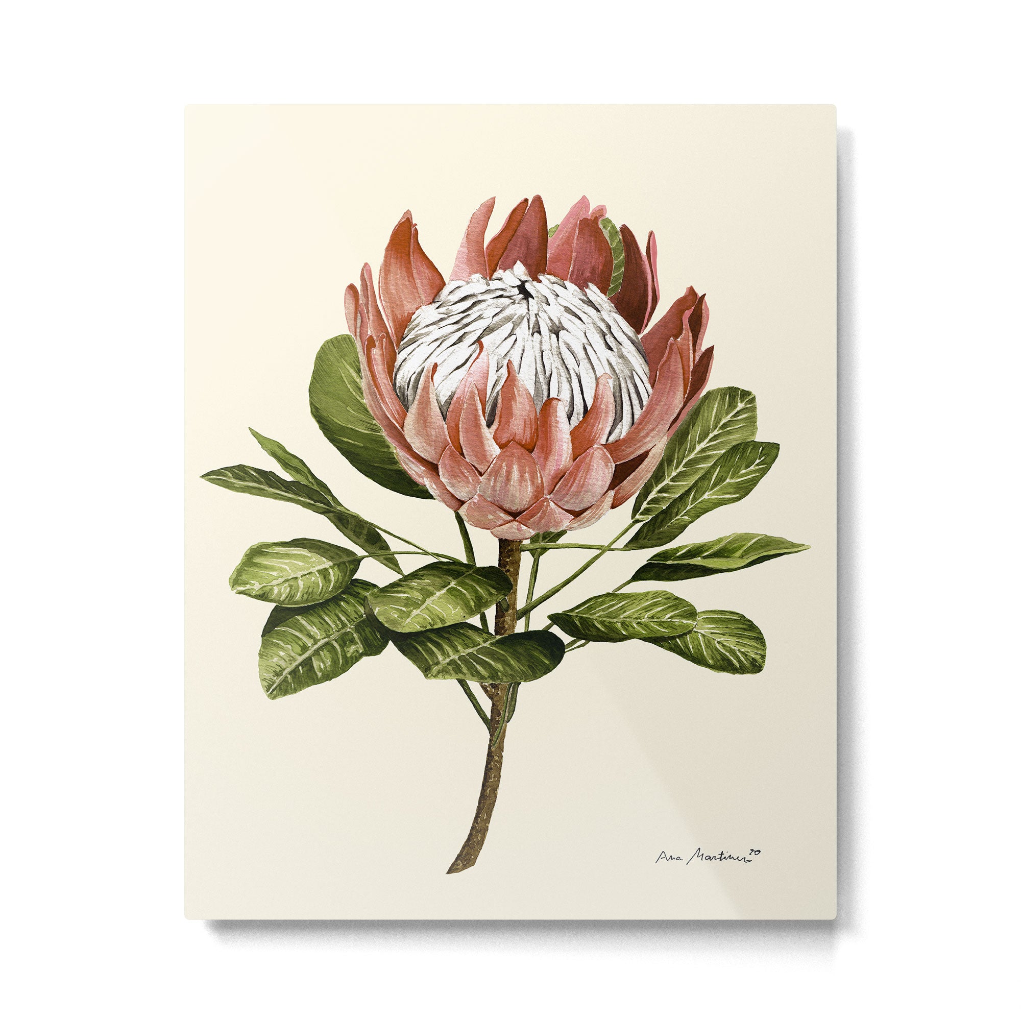 protea plant #watercolor Metal Print Gallery Image 4