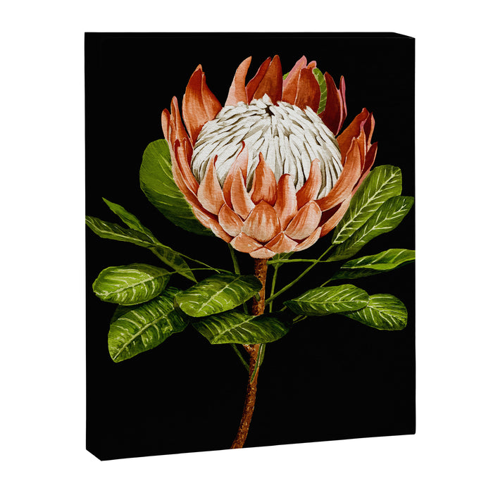 protea watercolor black Canvas Print Gallery Image 1