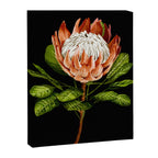 protea watercolor black Canvas Print Gallery Image 6