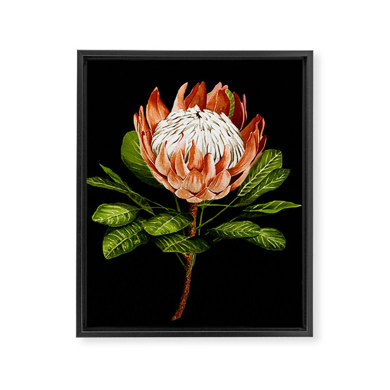 protea watercolor black Framed Canvas Print Gallery Image 6