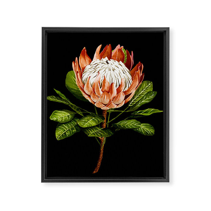 protea watercolor black Framed Canvas Print Gallery Image 1