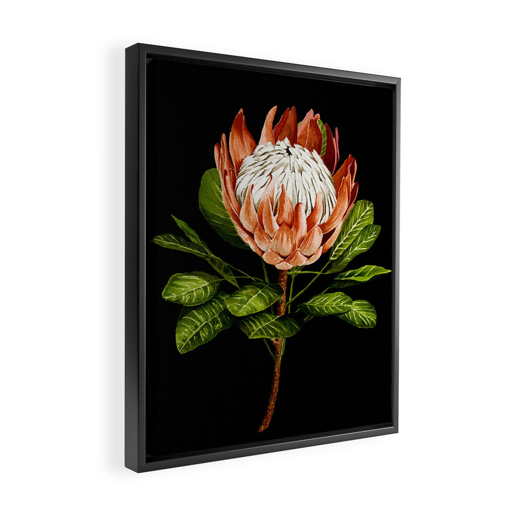 protea watercolor black Framed Canvas Print Gallery Image 2