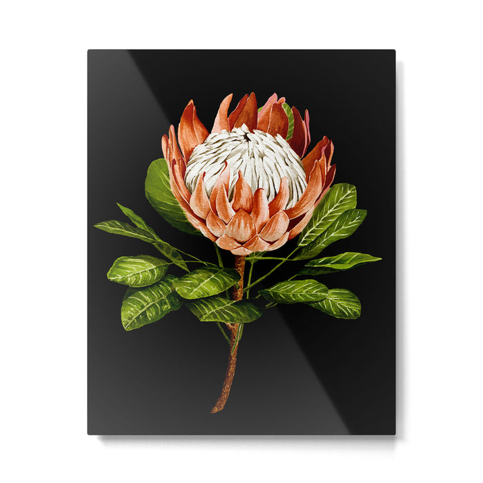 protea watercolor black Metal Print Gallery Image 1