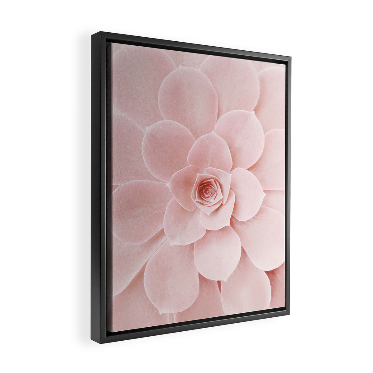Blush Succulent Framed Canvas Print Gallery Image 2