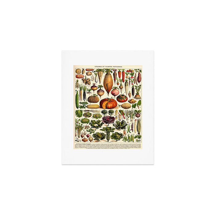 Adolphe Millot Legumes Plant Potageres Vintage Scientific Encyclopedia Illustration Lithograph  Art Print Gallery Image 1