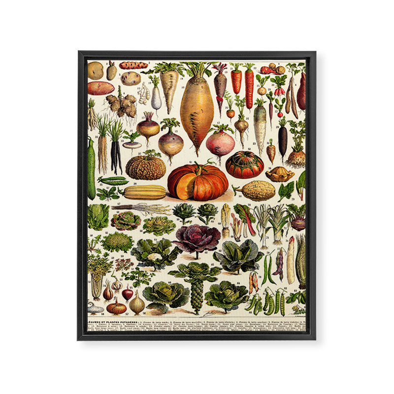Adolphe Millot Legumes Plant Potageres Vintage Scientific Encyclopedia Illustration Lithograph  Framed Canvas Print Gallery Image 6