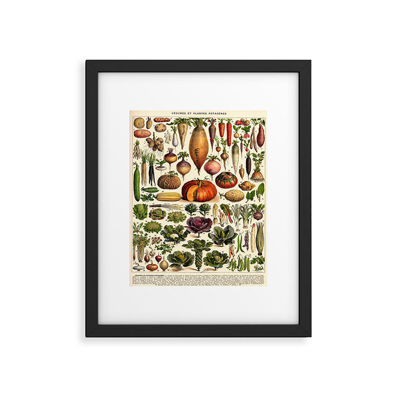 Adolphe Millot Legumes Plant Potageres Vintage Scientific Encyclopedia Illustration Lithograph  Framed Art Print Gallery Image 5