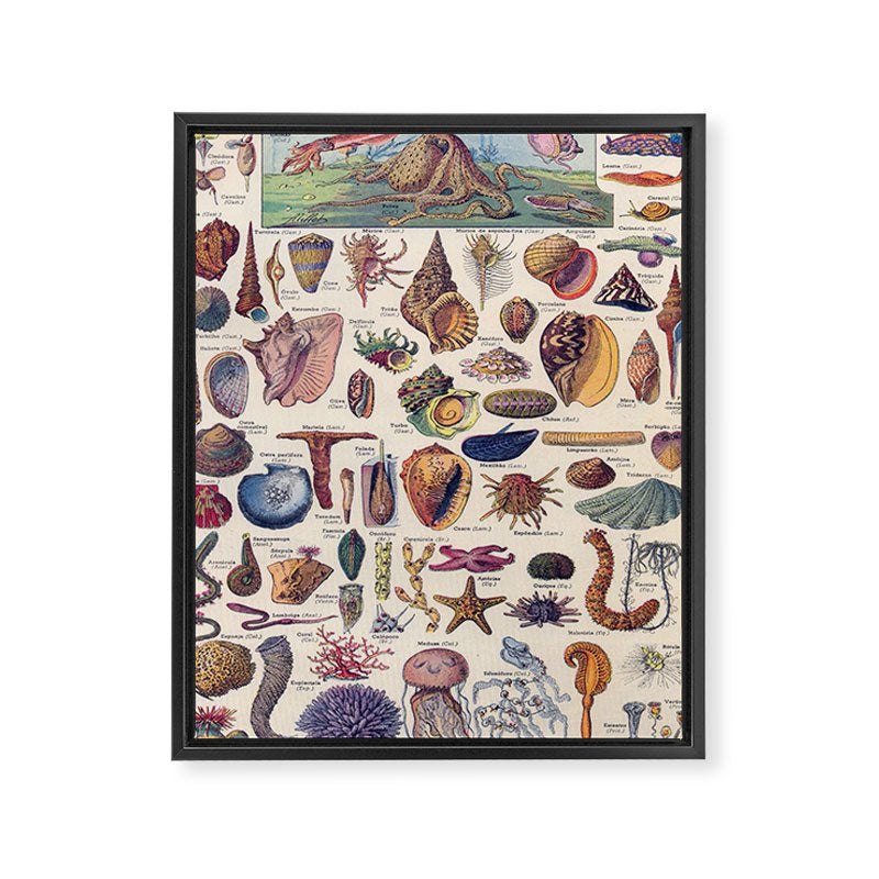 Adolphe Millot Mollusques Larousse Vintage Scientific Encyclopedia Illustration Lithograph Ocean  Framed Canvas Print Gallery Image 6