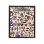 Adolphe Millot Mollusques Larousse Vintage Scientific Encyclopedia Illustration Lithograph Ocean  Framed Canvas Print Gallery Image 6