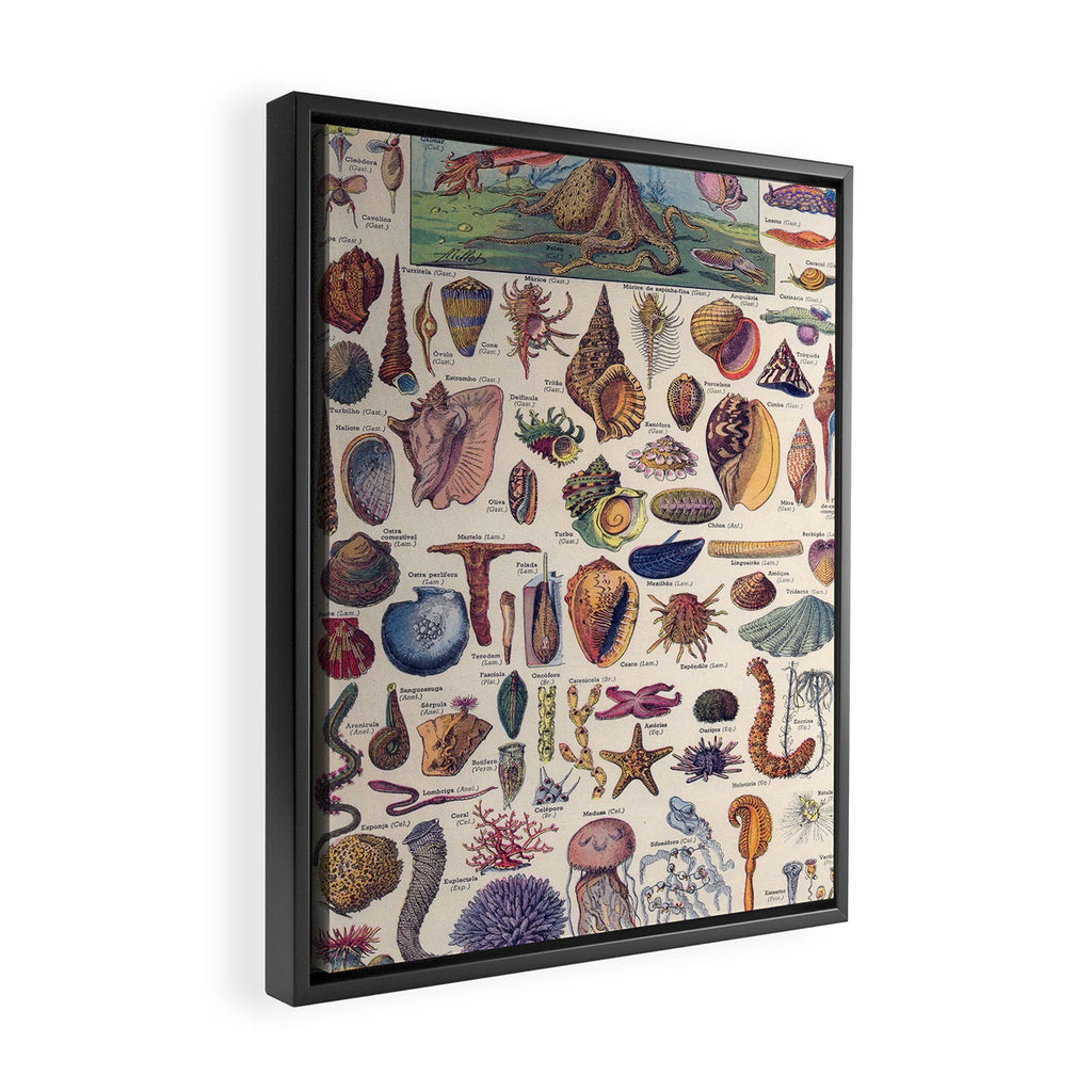 Adolphe Millot Mollusques Larousse Vintage Scientific Encyclopedia Illustration Lithograph Ocean  Framed Canvas Print Gallery Image 2