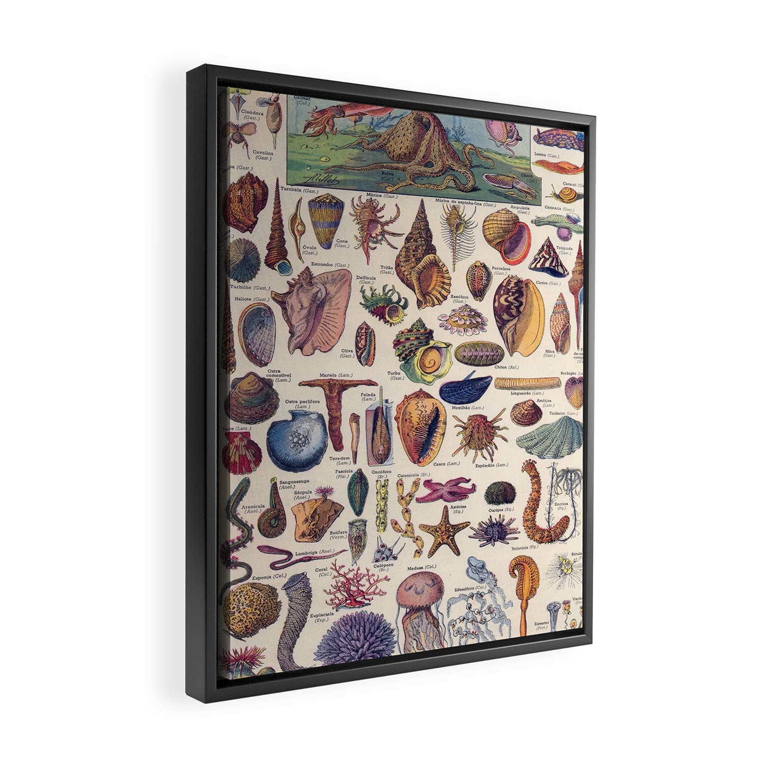 Adolphe Millot Mollusques Larousse Vintage Scientific Encyclopedia Illustration Lithograph Ocean  Framed Canvas Print Gallery Image 2