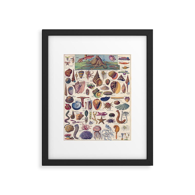 Adolphe Millot Mollusques Larousse Vintage Scientific Encyclopedia Illustration Lithograph Ocean  Framed Art Print Gallery Image 5