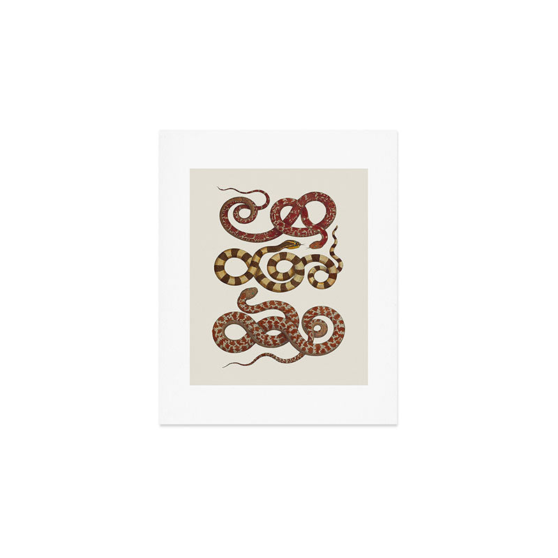 Albertus Seba A detailed description of the richest treasure of natural things Art Print Gallery Image 1