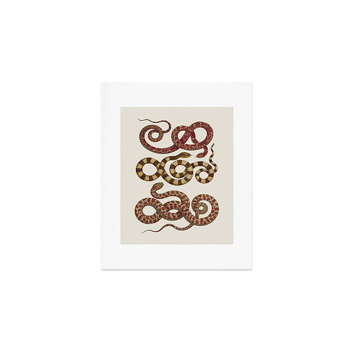 Albertus Seba A detailed description of the richest treasure of natural things Art Print Gallery Image 1
