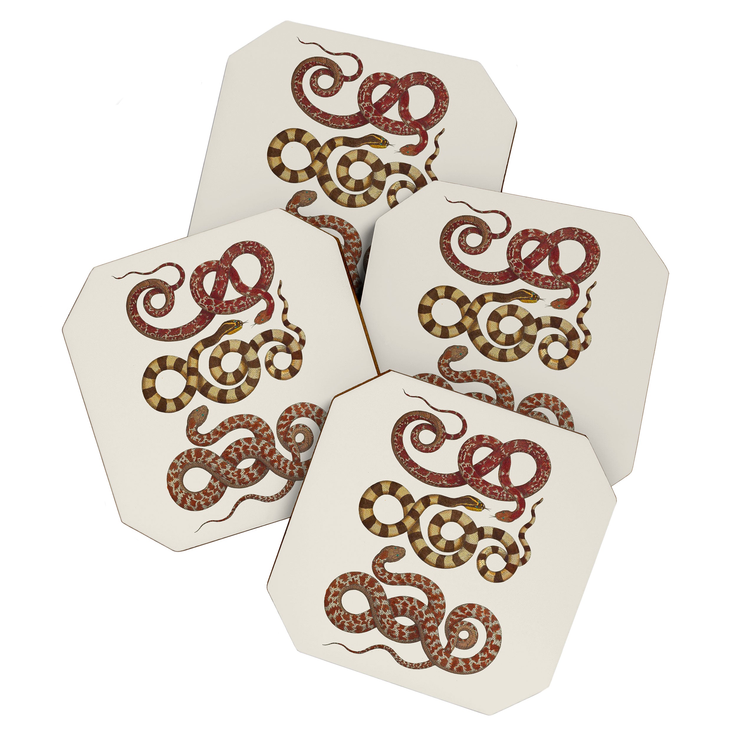 Albertus Seba A detailed description of the richest treasure of natural things Coaster Gallery Image 1