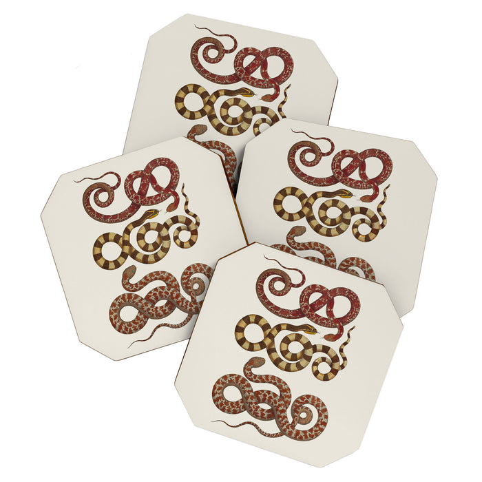 Albertus Seba A detailed description of the richest treasure of natural things Coaster Gallery Image 1