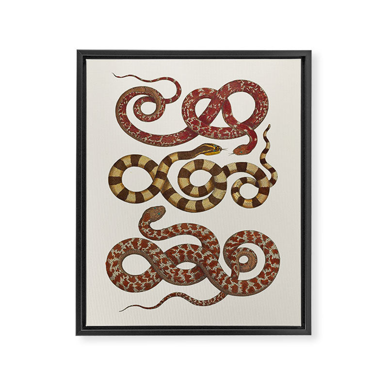 Albertus Seba A detailed description of the richest treasure of natural things Framed Canvas Print Gallery Image 6