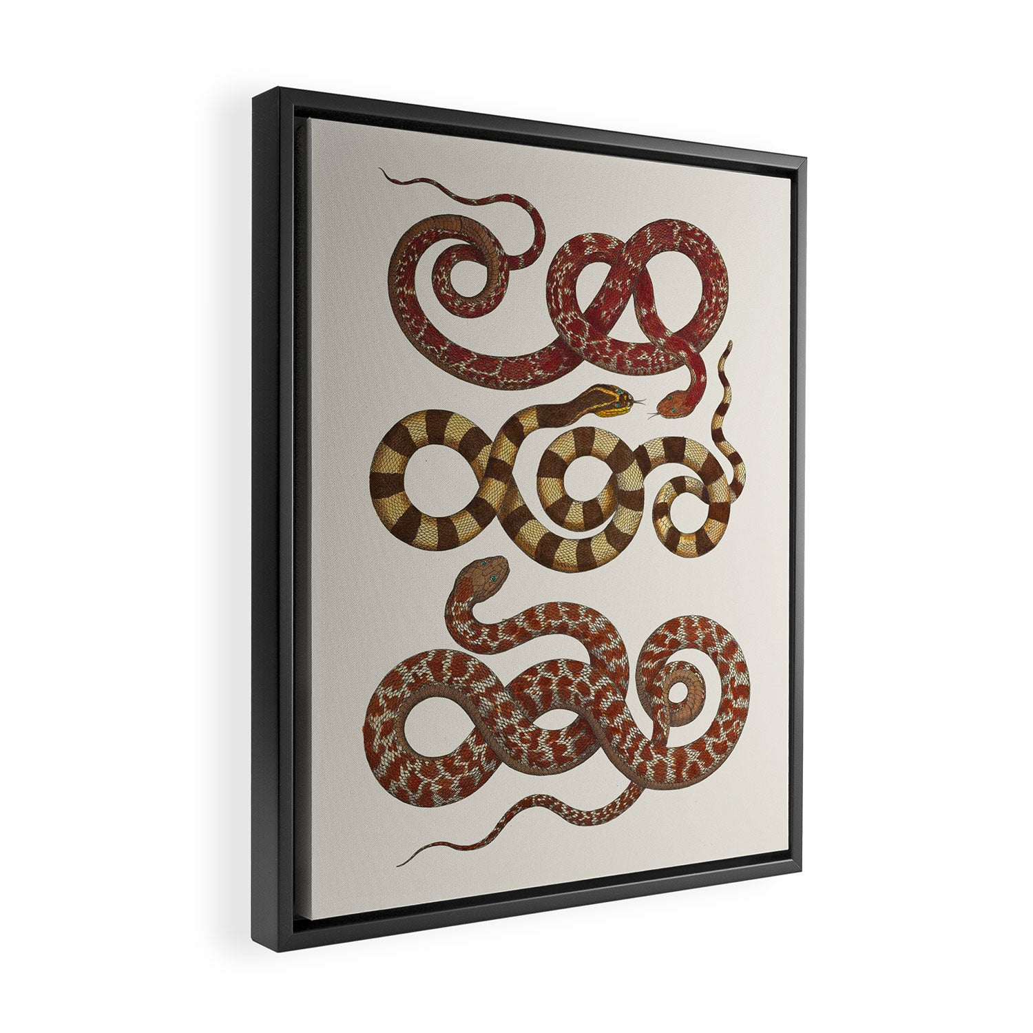 Albertus Seba A detailed description of the richest treasure of natural things Framed Canvas Print Gallery Image 2