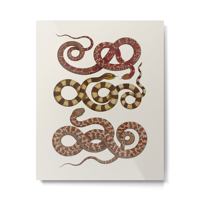 Albertus Seba A detailed description of the richest treasure of natural things Metal Print Gallery Image 1