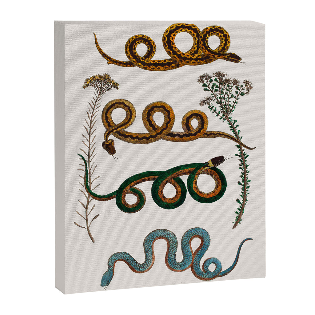 Albertus Seba Baby Breath Snakes  Canvas Print Gallery Image 6