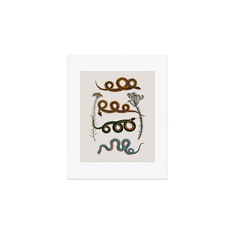 Albertus Seba Baby Breath Snakes  Art Print Gallery Image 1