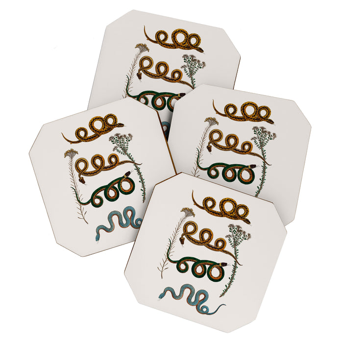 Albertus Seba Baby Breath Snakes  Coaster Gallery Image 1