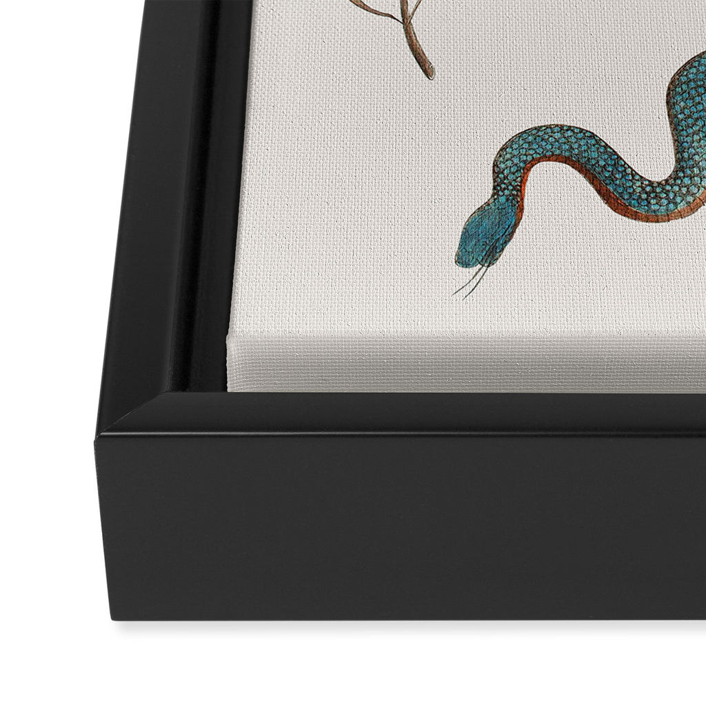 Albertus Seba Baby Breath Snakes  Framed Canvas Print Gallery Image 3