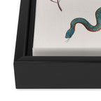 Albertus Seba Baby Breath Snakes  Framed Canvas Print Gallery Image 3
