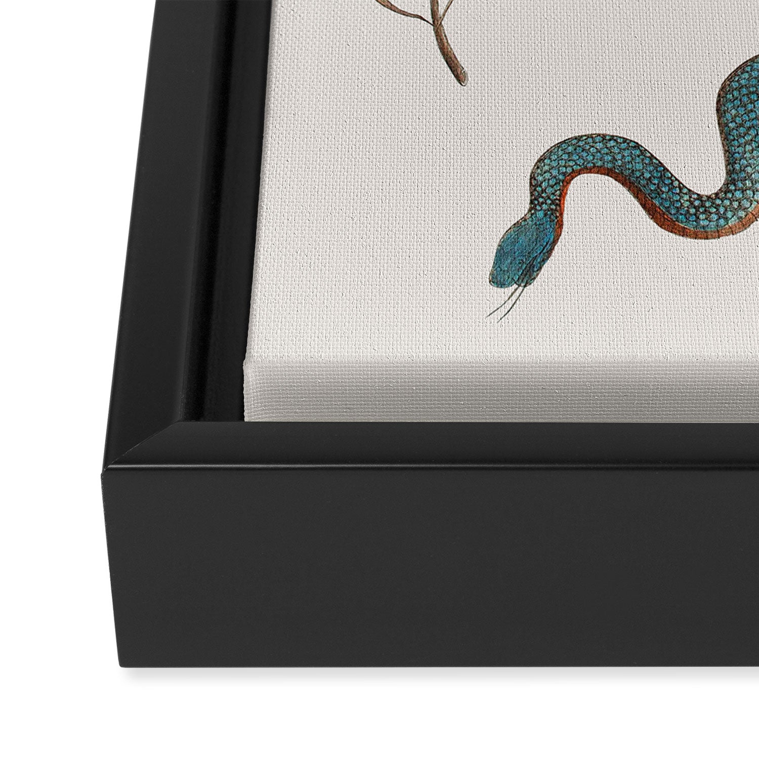 Albertus Seba Baby Breath Snakes  Framed Canvas Print Gallery Image 3