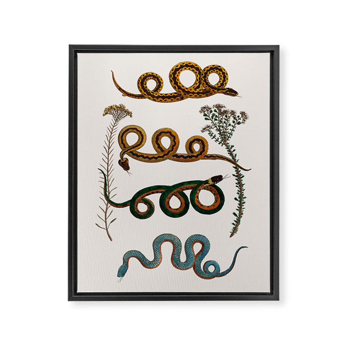 Albertus Seba Baby Breath Snakes  Framed Canvas Print Gallery Image 1
