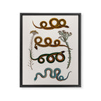 Albertus Seba Baby Breath Snakes  Framed Canvas Print Gallery Image 6