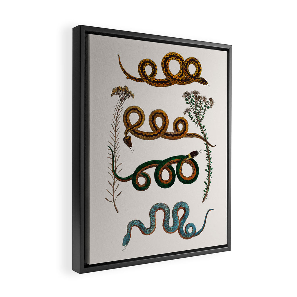 Albertus Seba Baby Breath Snakes  Framed Canvas Print Gallery Image 2