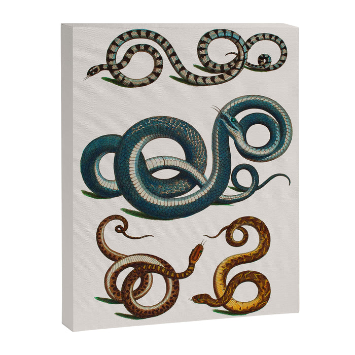 Albertus Seba Coiled Big Blue  Canvas Print Gallery Image 1