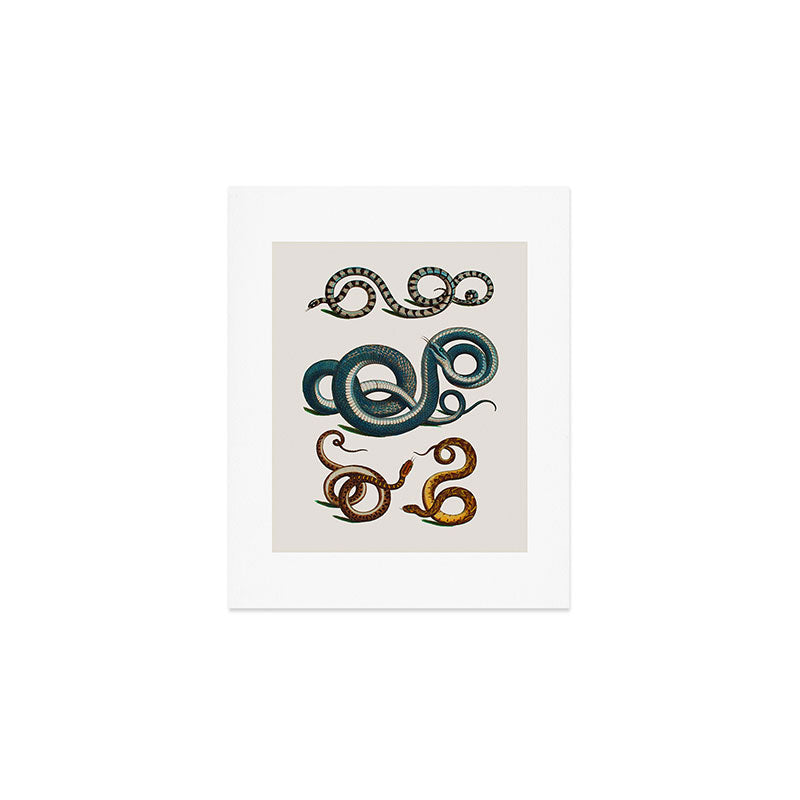 Albertus Seba Coiled Big Blue  Art Print Gallery Image 1