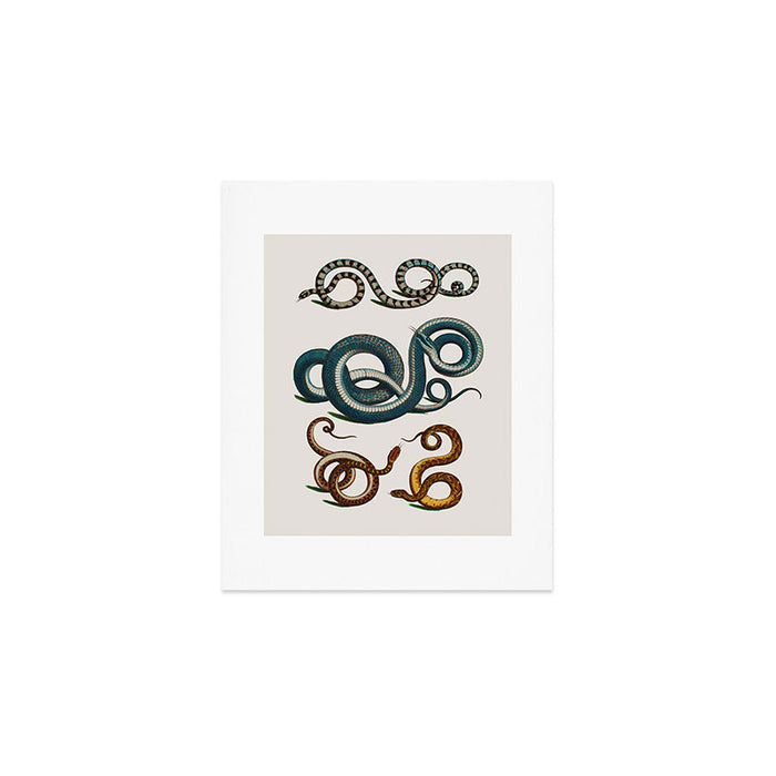 Albertus Seba Coiled Big Blue  Art Print Gallery Image 1