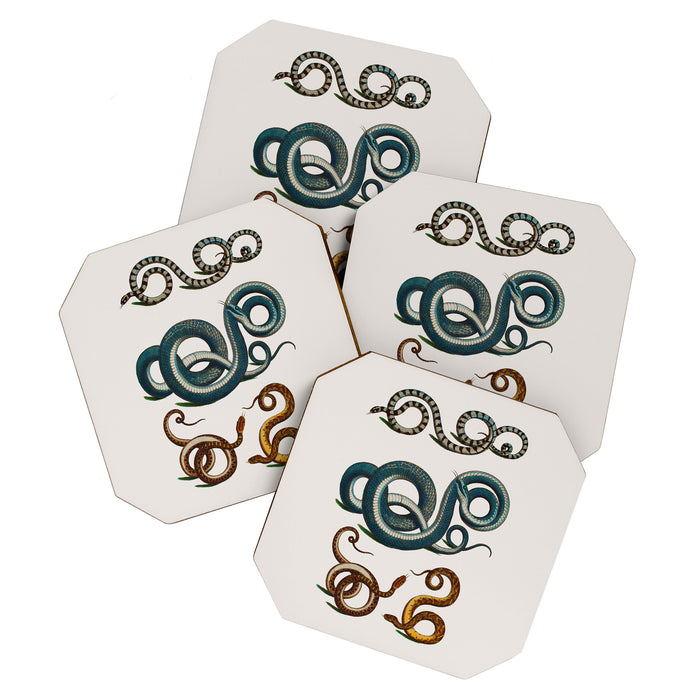 Albertus Seba Coiled Big Blue  Coaster Gallery Image 1