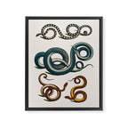 Albertus Seba Coiled Big Blue  Framed Canvas Print Gallery Image 6