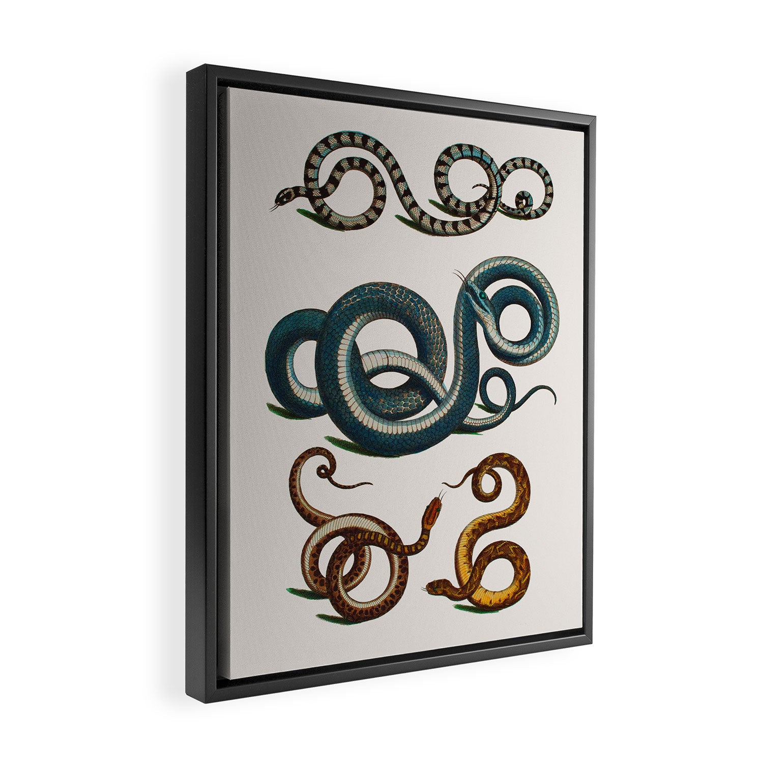 Albertus Seba Coiled Big Blue  Framed Canvas Print Gallery Image 2