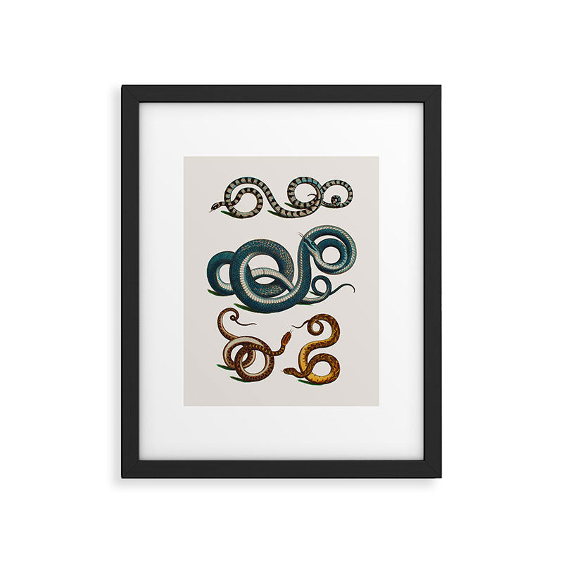 Albertus Seba Coiled Big Blue  Framed Art Print Gallery Image 5