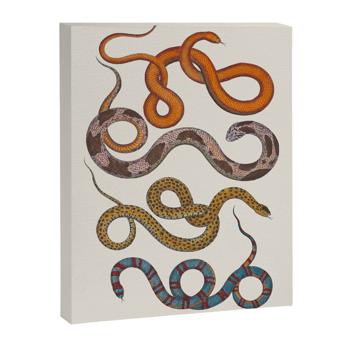 Albertus SEBA four snake scales  Canvas Print Gallery Image 1