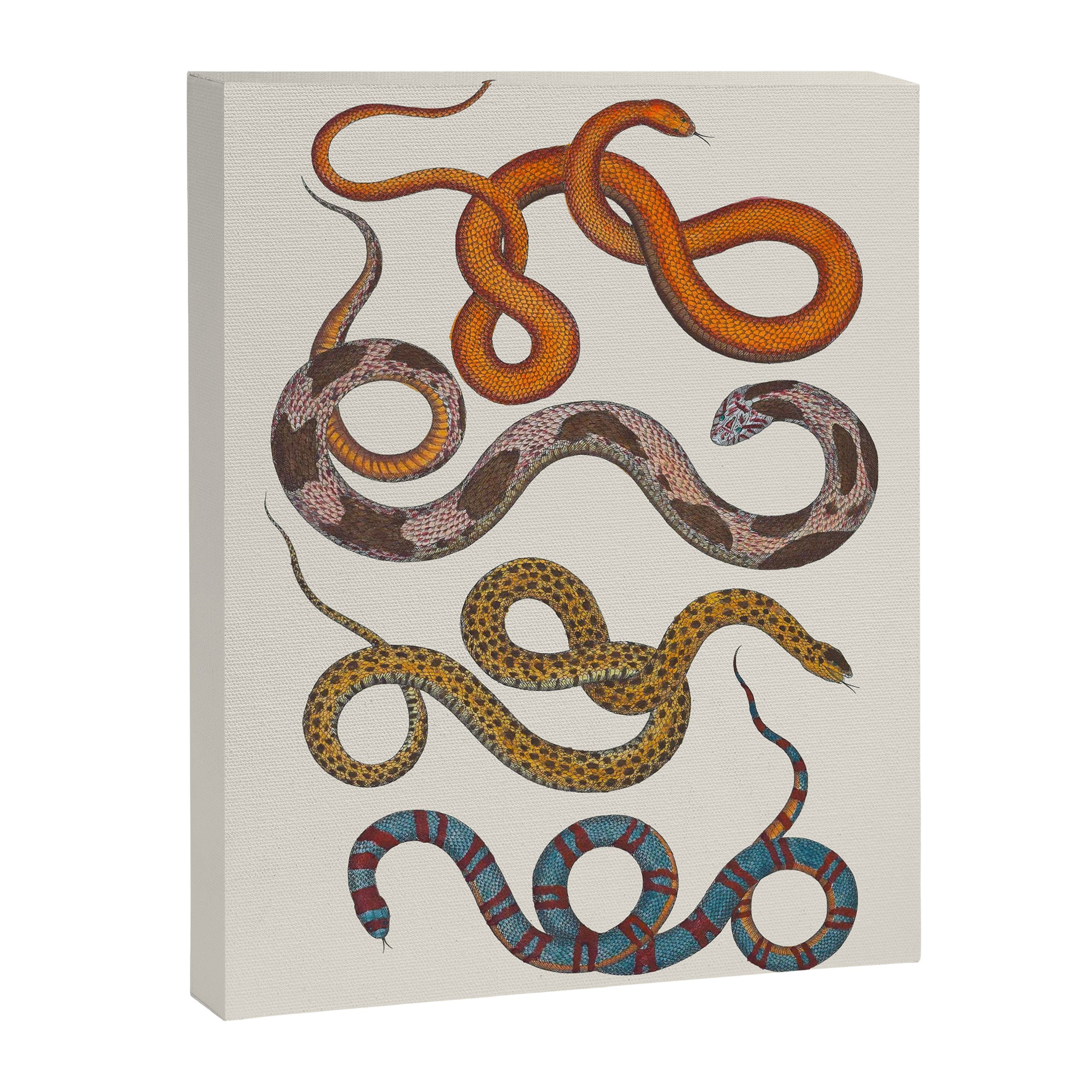 Albertus SEBA four snake scales  Canvas Print Gallery Image 6